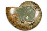 Cut & Polished Ammonite Fossil (Half) - Madagascar #377619-1